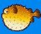 Fish-hedgehog
