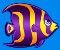 Purple-yellow fish