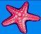 Starfish