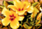 Yellow flower