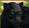 Panther