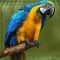 Parrot