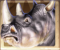 Rhino